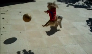 perro jugando al futbol