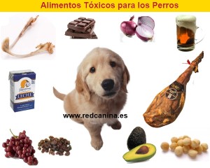 Alimentos toxicos para los perros