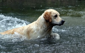 Labrador en el agua