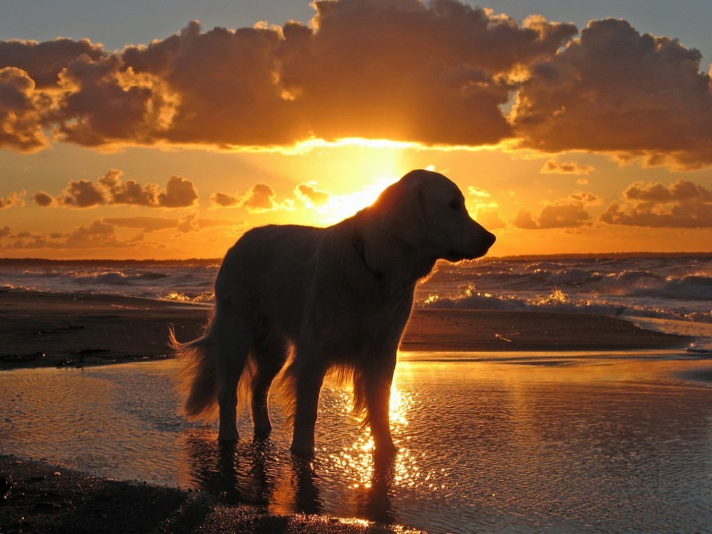 Playas para perros en Cadiz – ACTUALIZADO 2024-