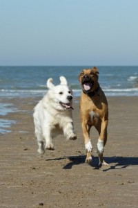 perros corriendo en la playa
