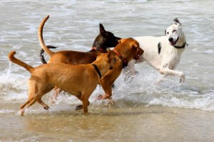playas para perros en España 2016