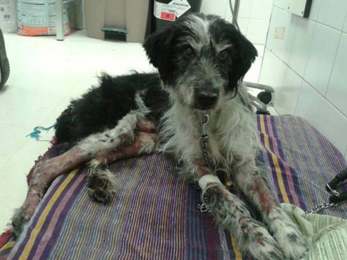 Lucio se recupera de sus graves heridas en el Centro Municipal de Protección Animal de Zaragoza