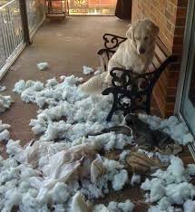 perro rompiendo un sofa