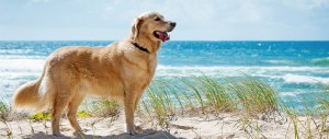 playas-para-ir-con-perro-en-españa-2016