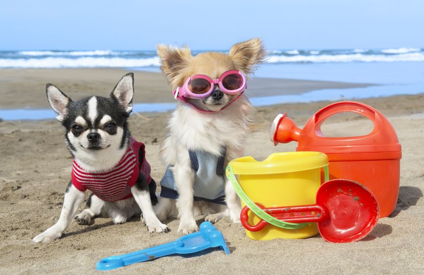 Las 10 Mejores Playas para Perros en España