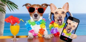 las-mejores-playas-para-ir-con-perro-en-verano-2016