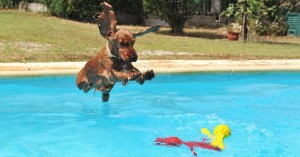 perro-en-piscina