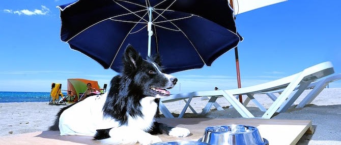 Playa para Perros en Agua Amarga Alicante