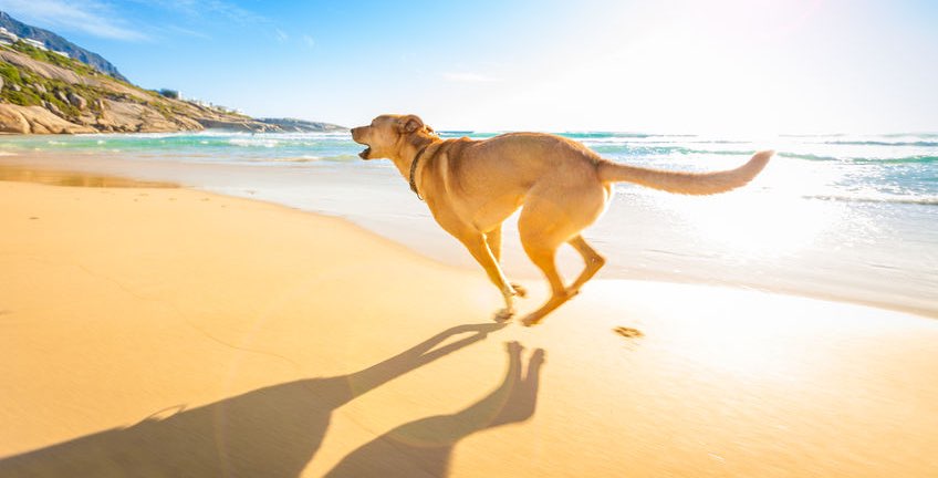 Consejos para ir a la Playa con Perro