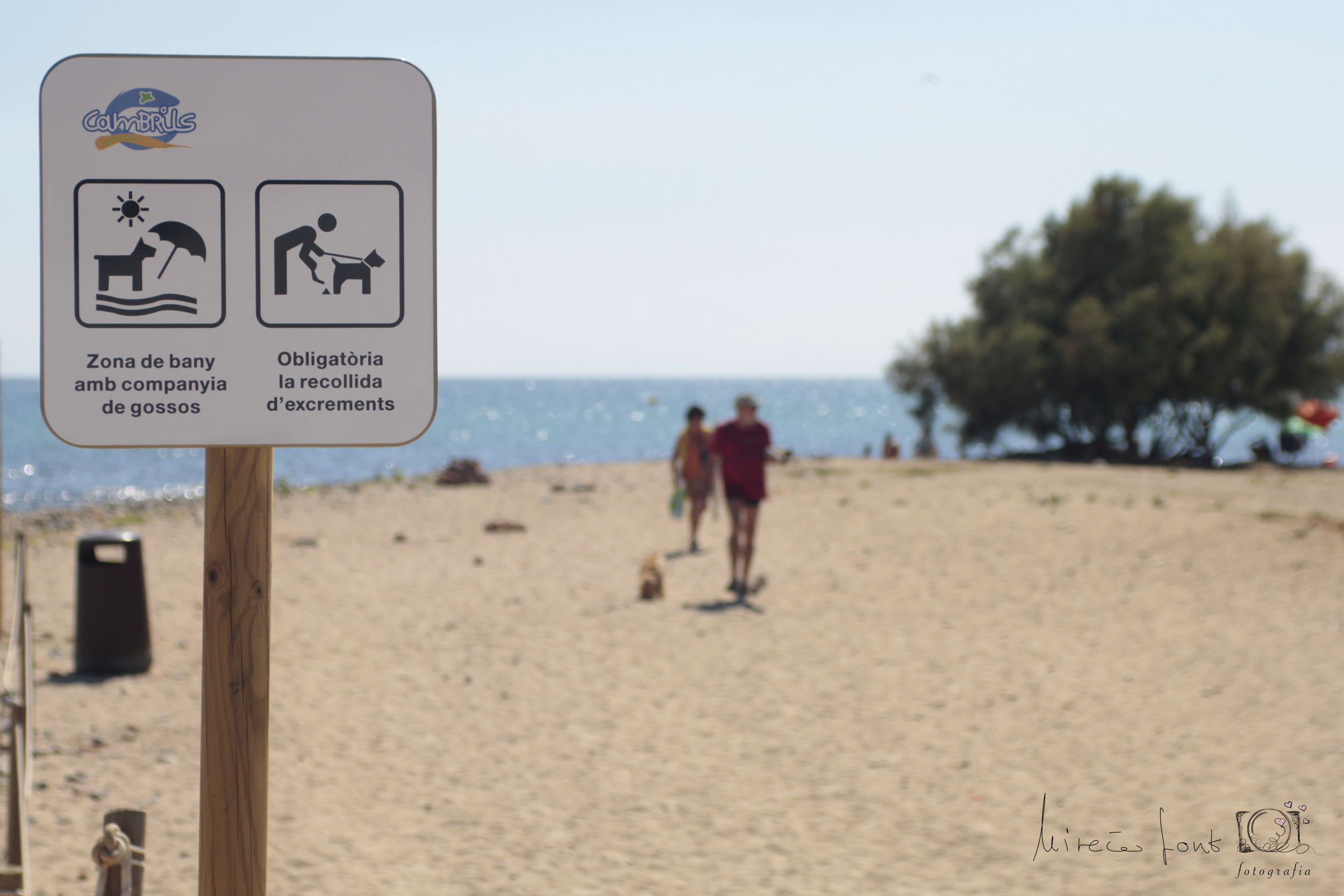 Playas para perros en Cataluña – ACTUALIZADO 2024